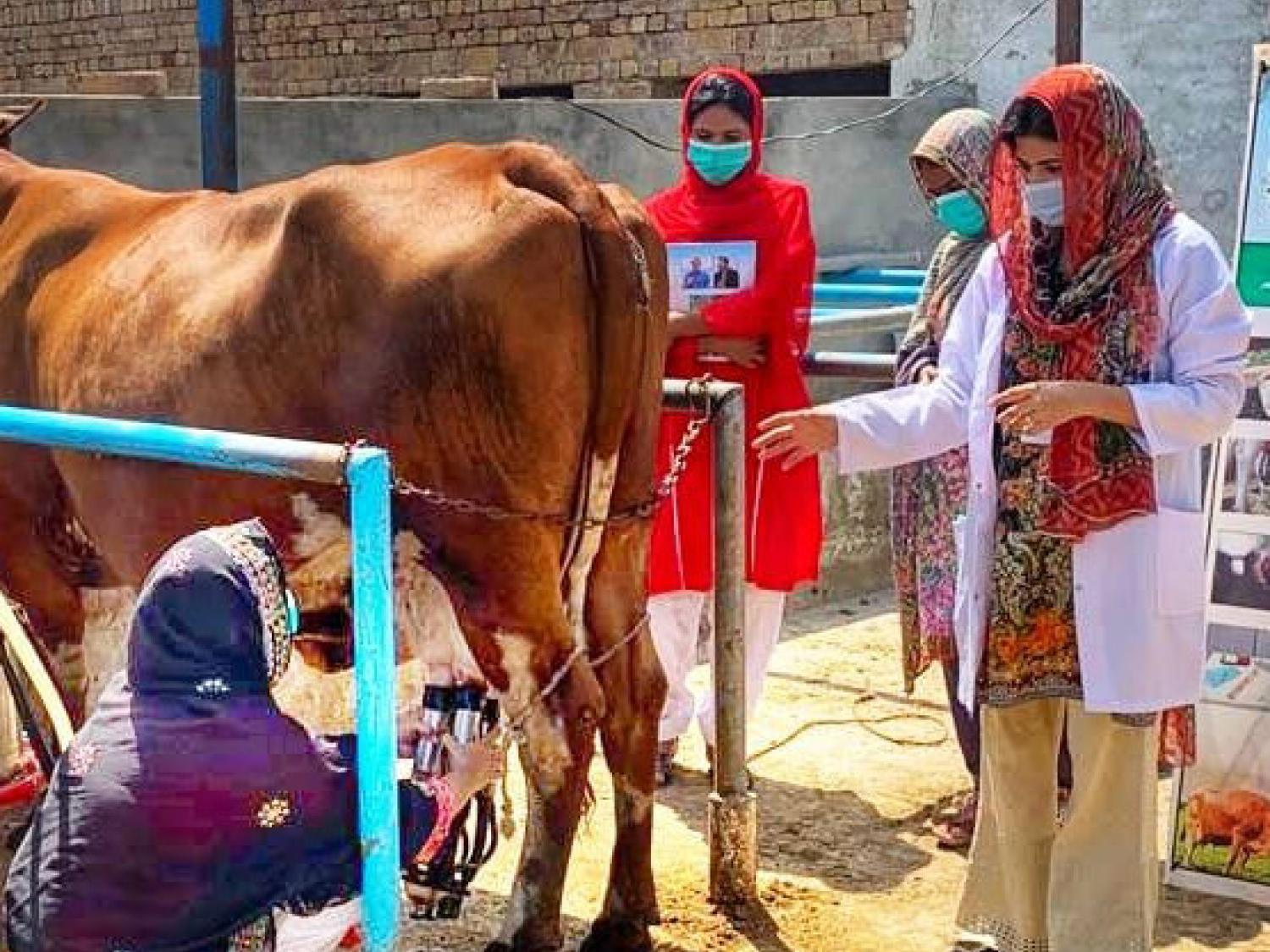 Dairy Development Programme 