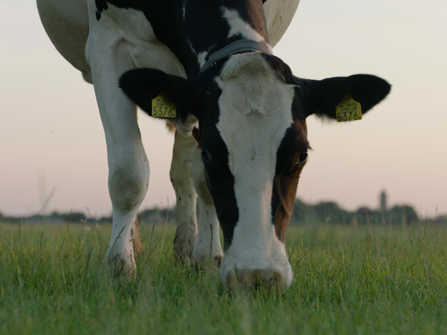 Cow in the meadows